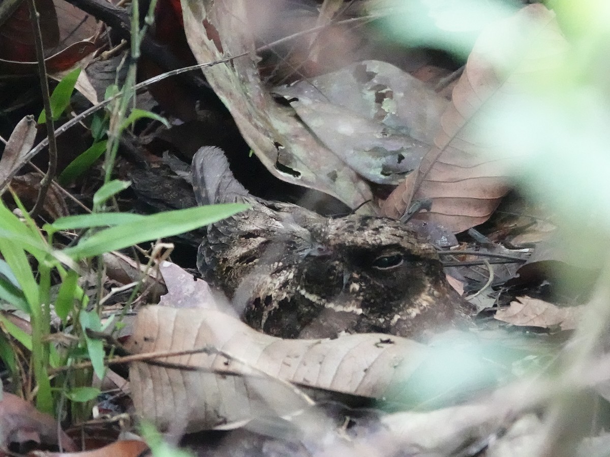 Silky-tailed Nightjar - ML646426655