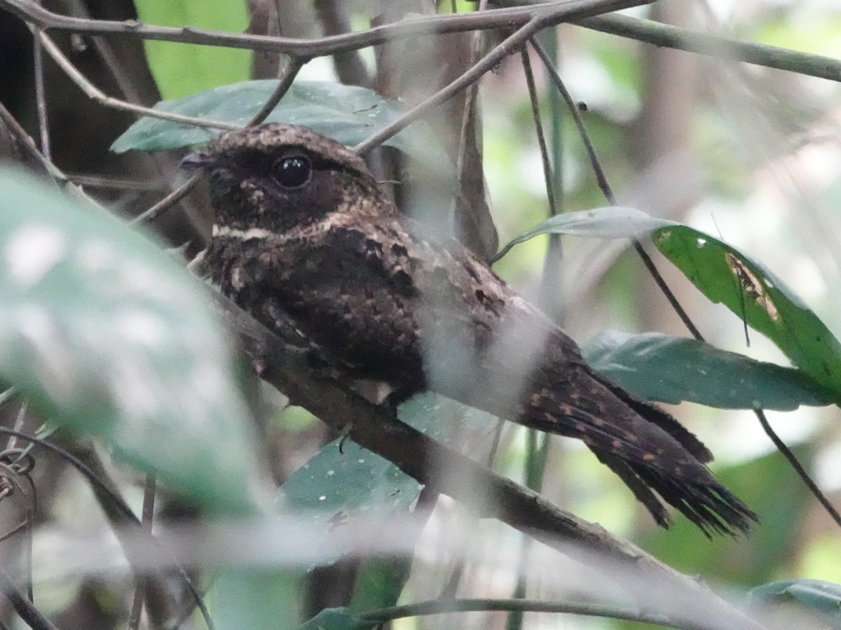 Silky-tailed Nightjar - ML646426656
