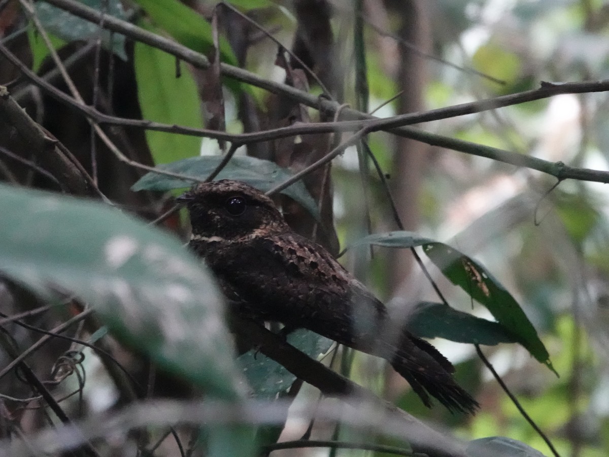 Silky-tailed Nightjar - ML646426657