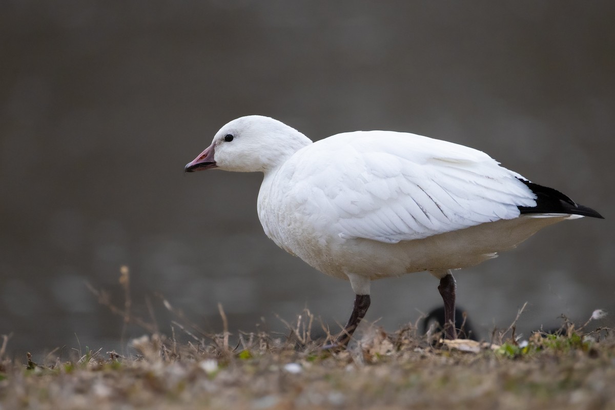 Ross's Goose - ML646426658