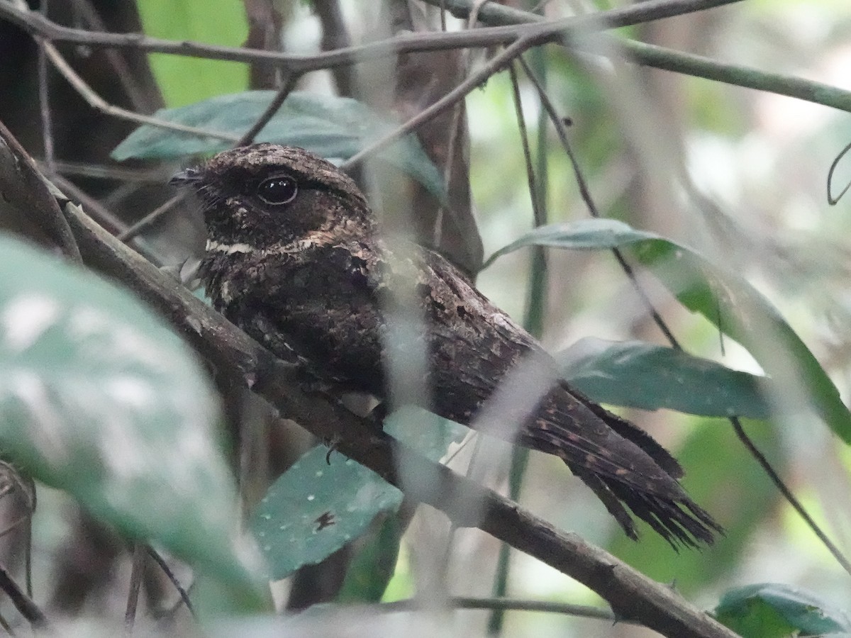 Silky-tailed Nightjar - ML646426659