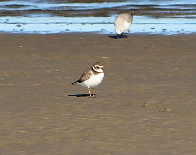 Semipalmated Plover - ML646426661