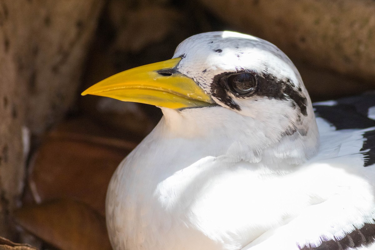 White-tailed Tropicbird - ML646426662