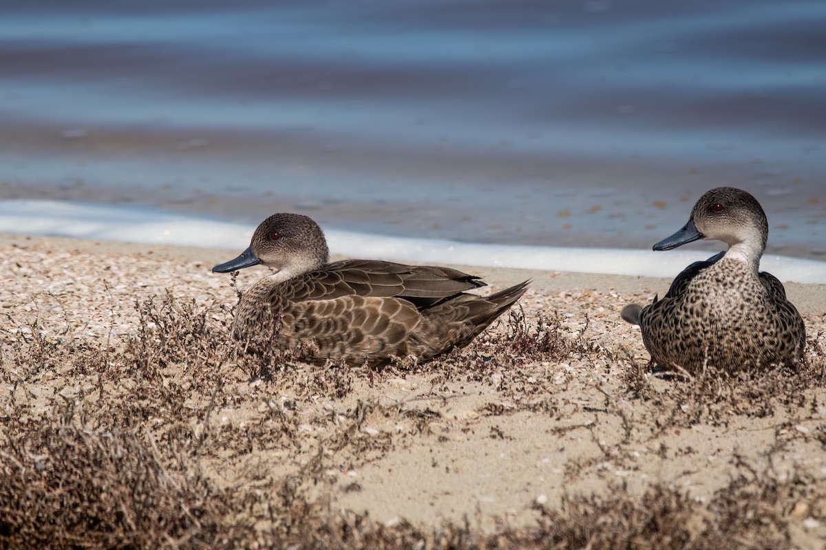 Gray Teal - ML646426664