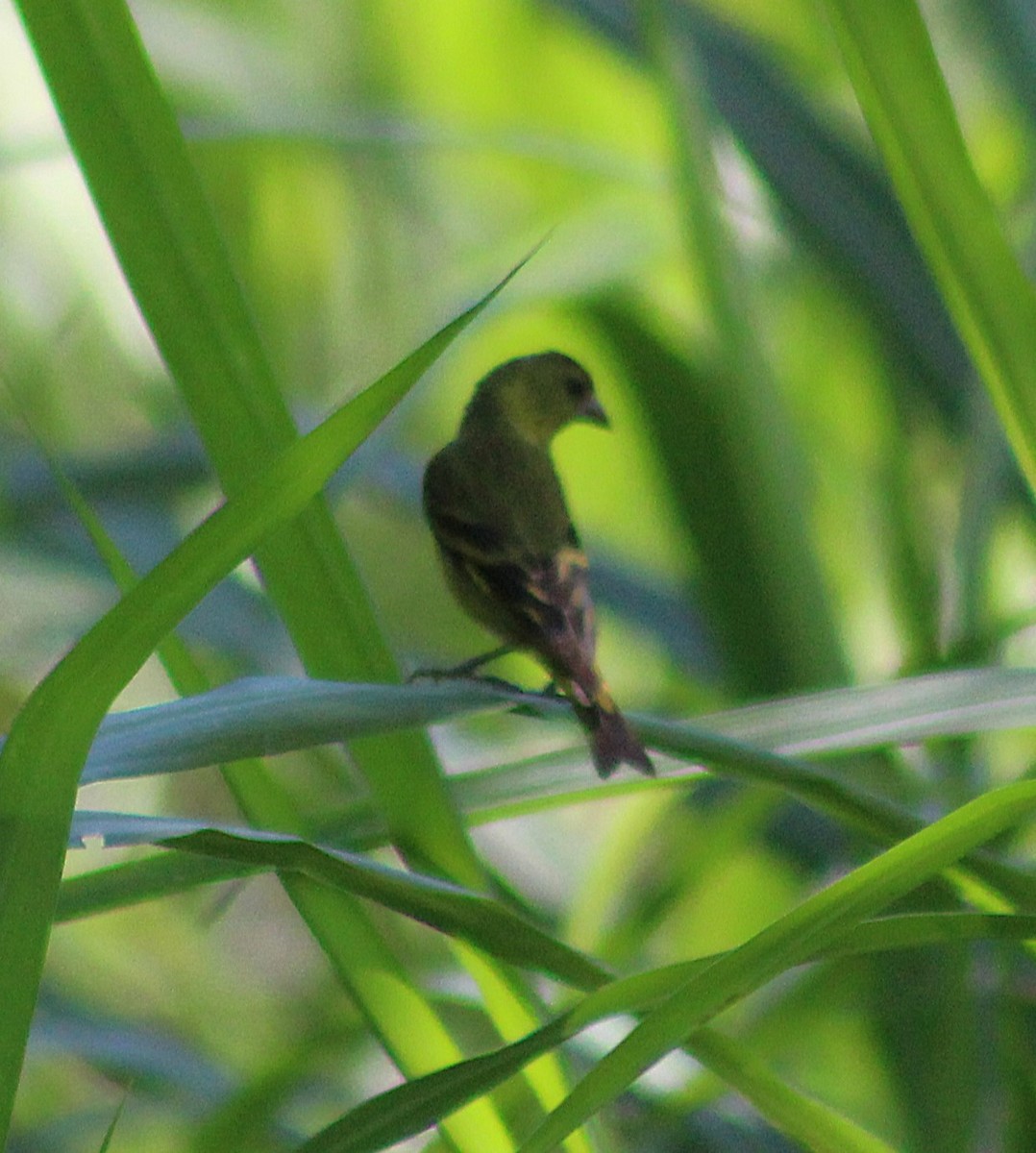 hettesisik - ML646426665