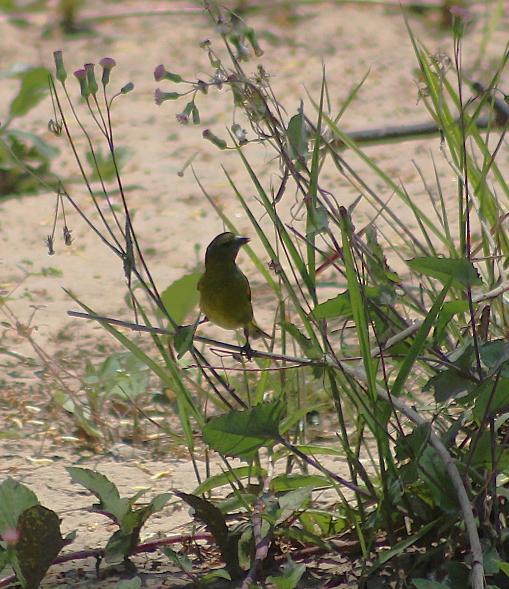 hettesisik - ML646426666