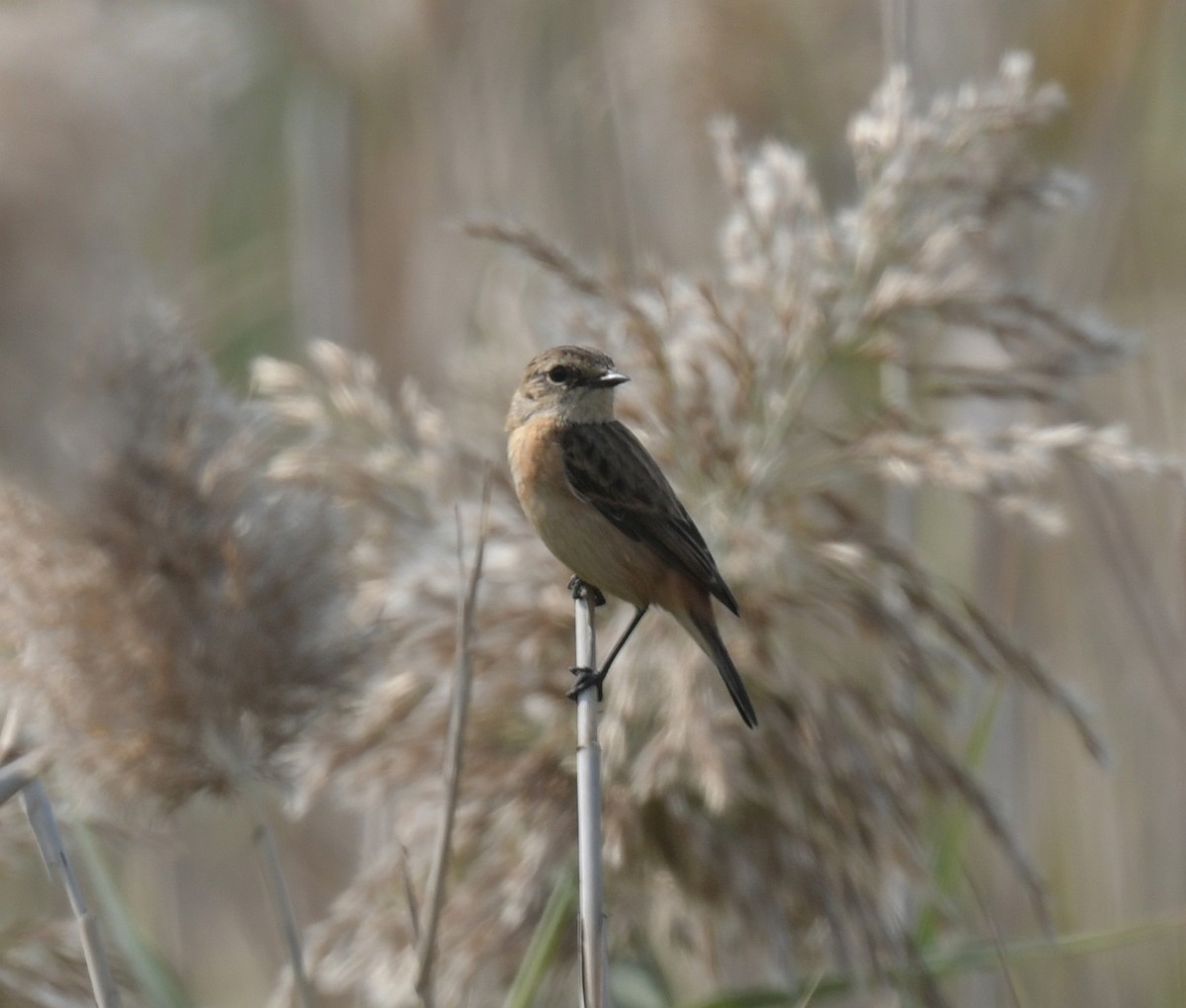 bramborníček východoasijský - ML646426668