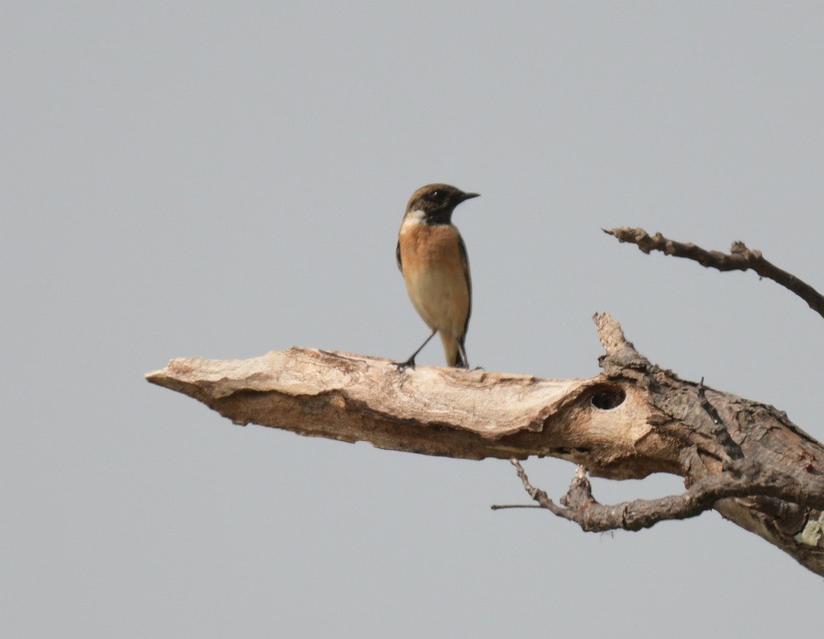 bramborníček východoasijský - ML646426669