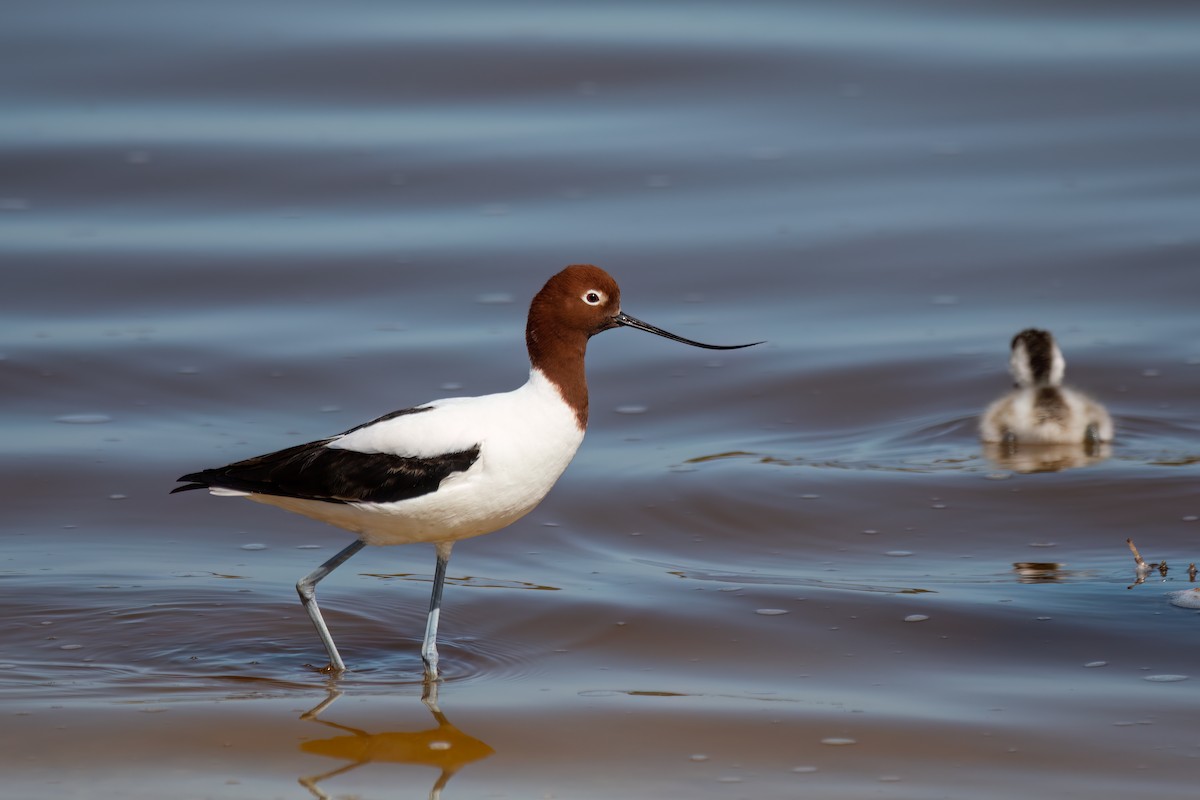 Red-necked Avocet - ML646426670