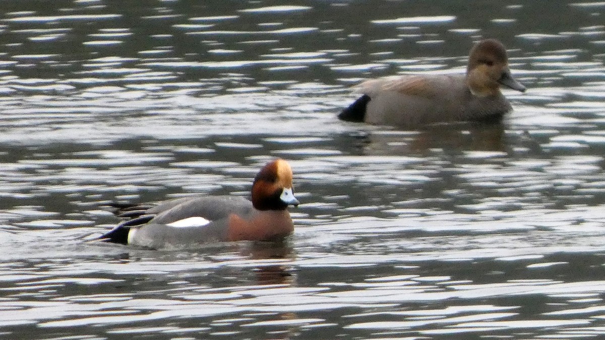 Ánade Friso - ML646426671