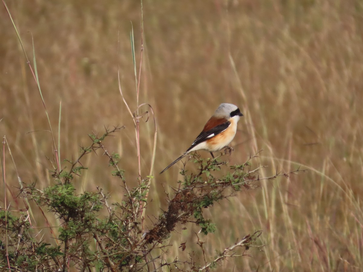 Bay-backed Shrike - ML646426682