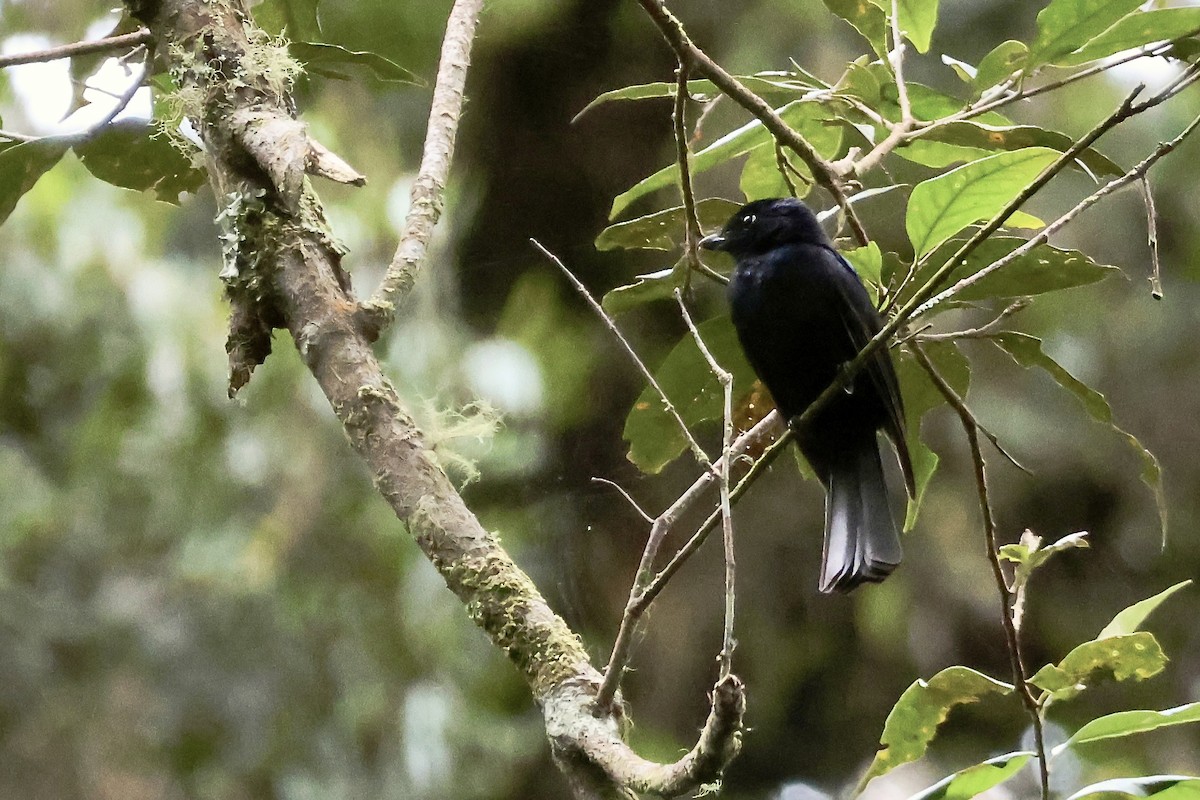 Drongo Fantail - ML646426683
