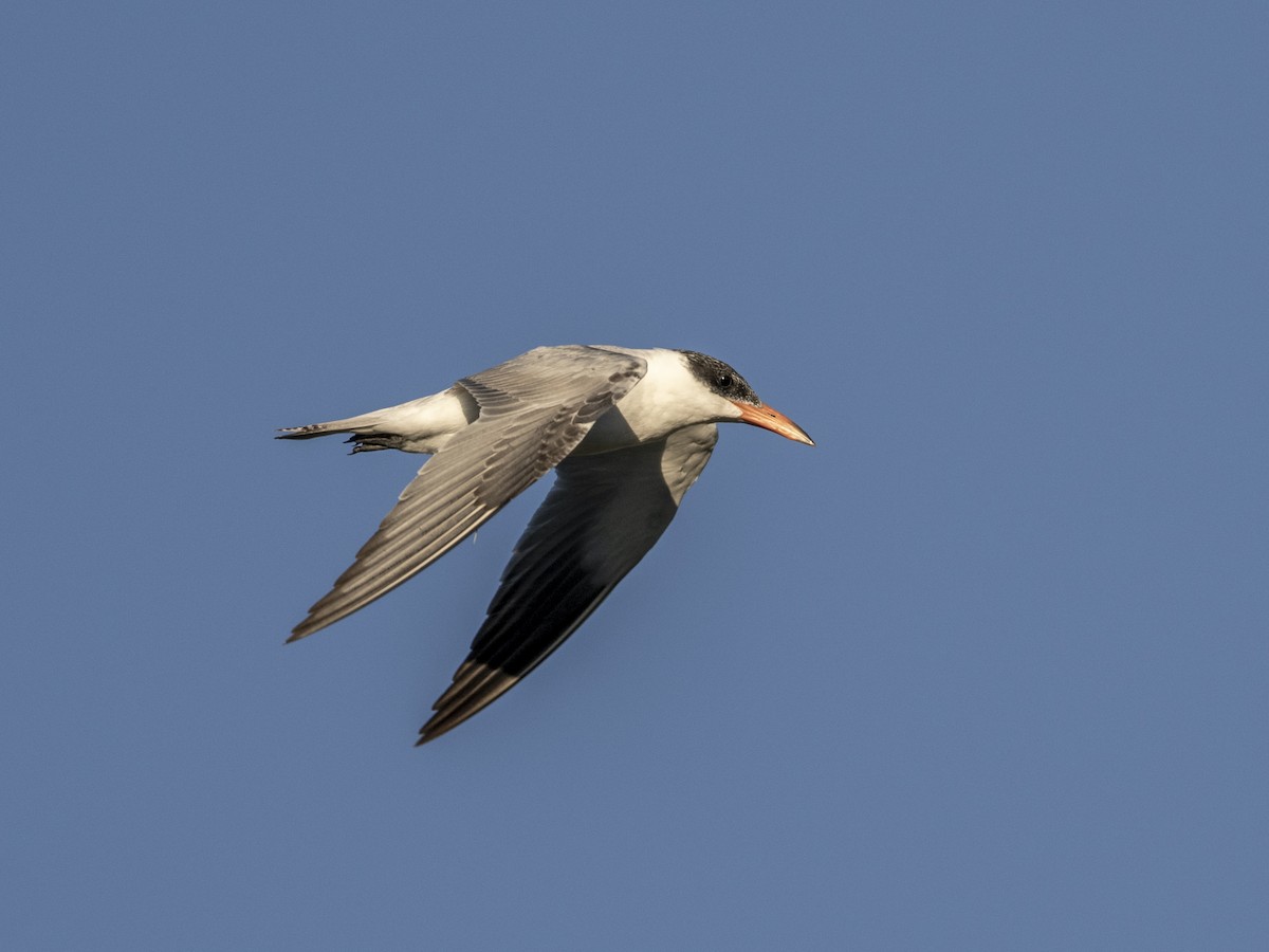 Caspian Tern - ML646426685
