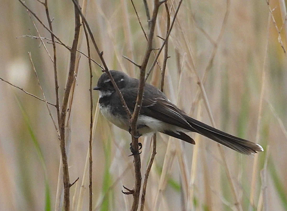 Gray Fantail - ML646426686