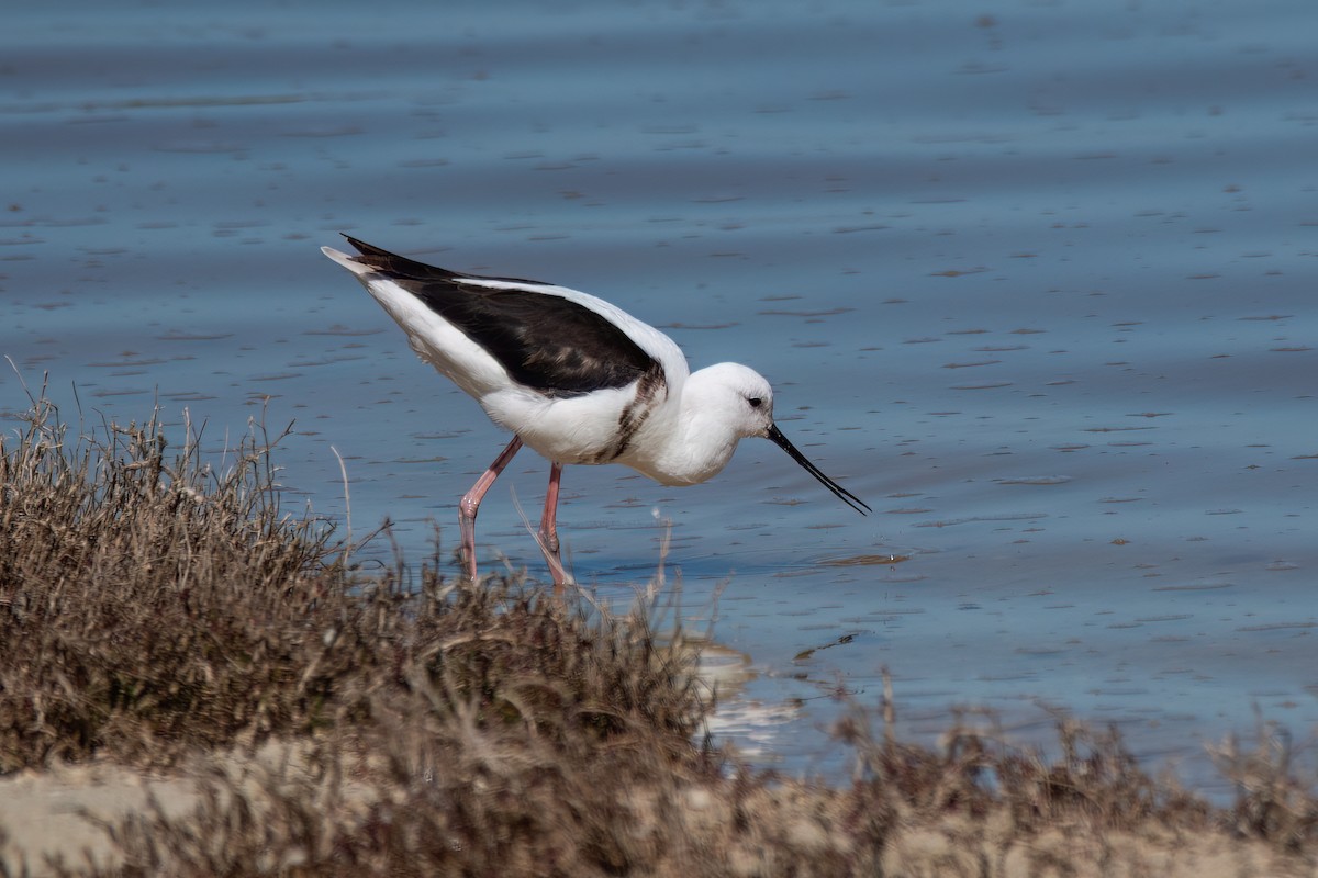 Banded Stilt - ML646426690