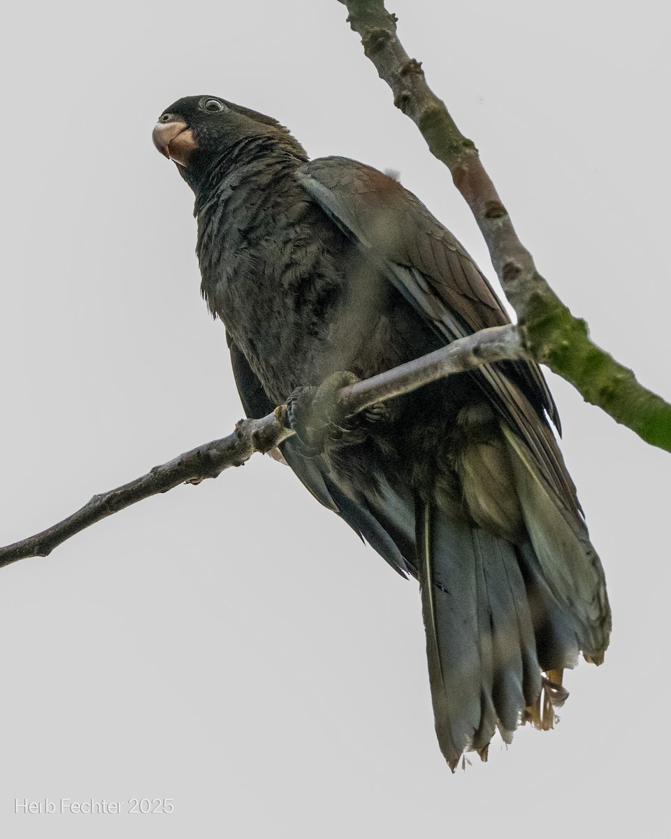 Lesser Vasa Parrot - ML646426695