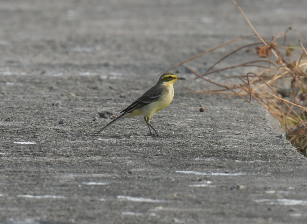 konipas východní - ML646426696