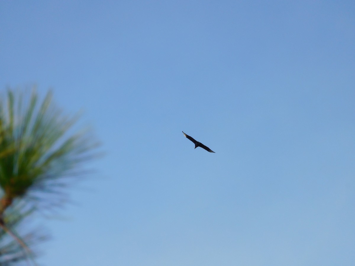 Black Vulture - ML646426698