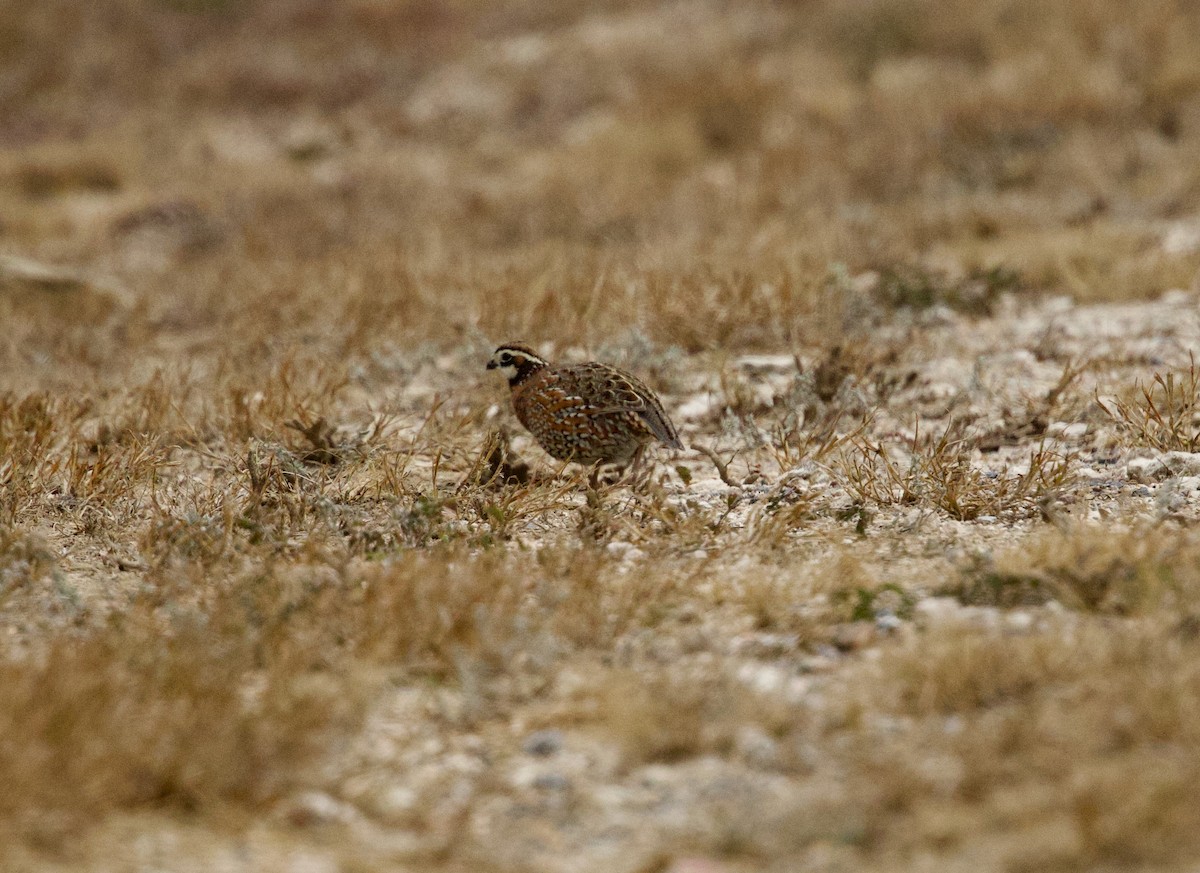 Northern Bobwhite - ML646426699