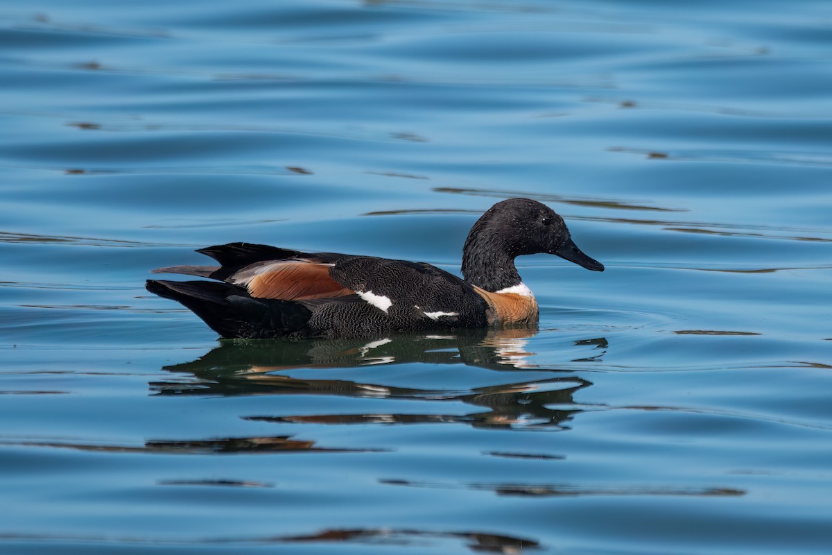 Australian Shelduck - ML646426700