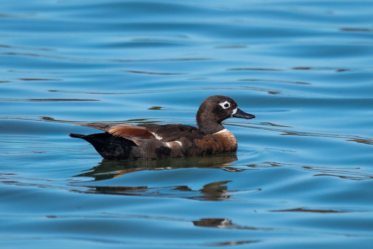 Australian Shelduck - ML646426701