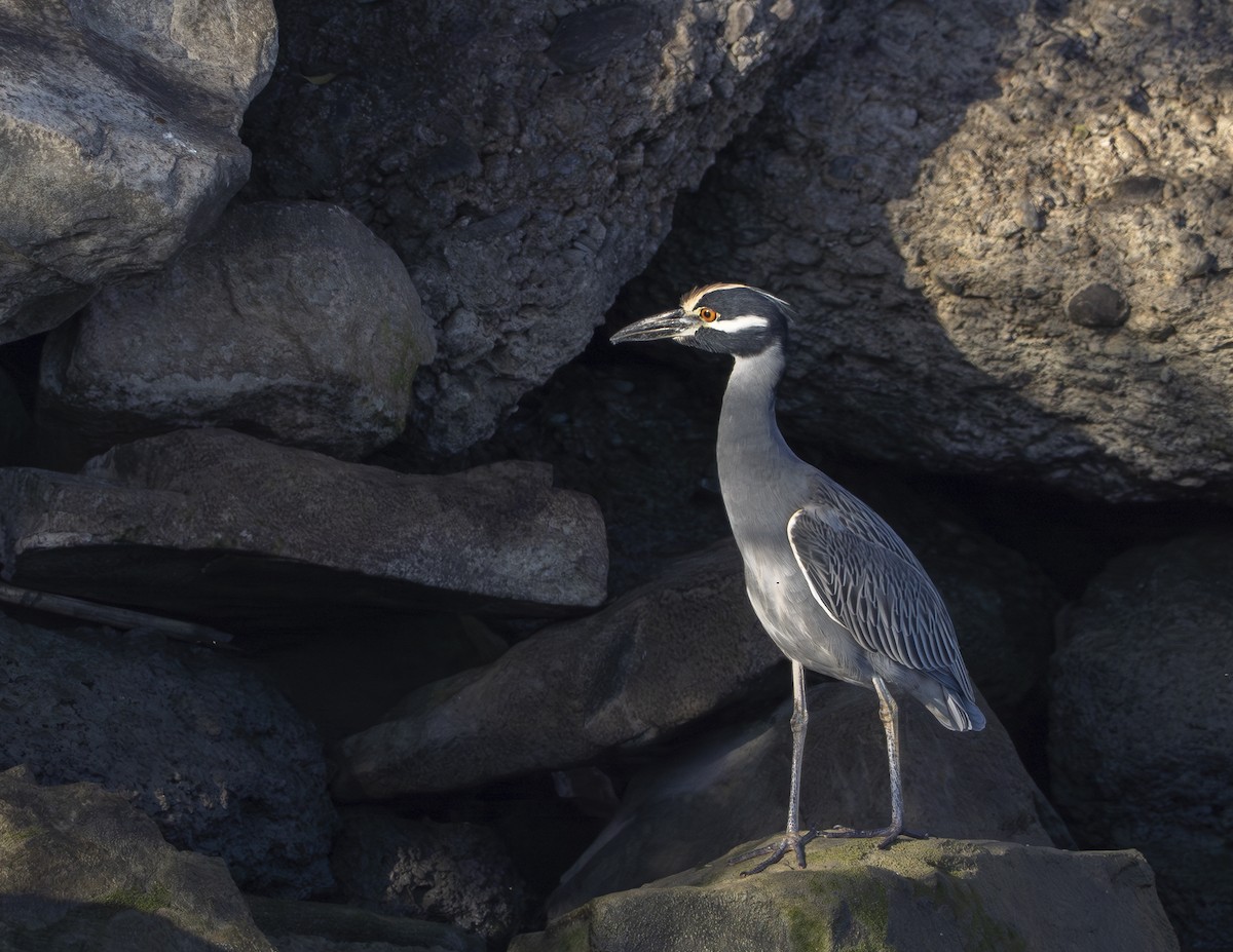 Yellow-crowned Night Heron - ML646426703