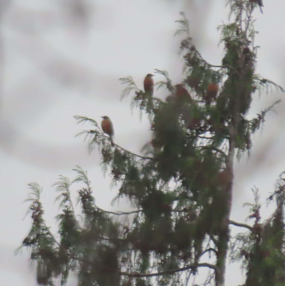 American Robin - ML646426704