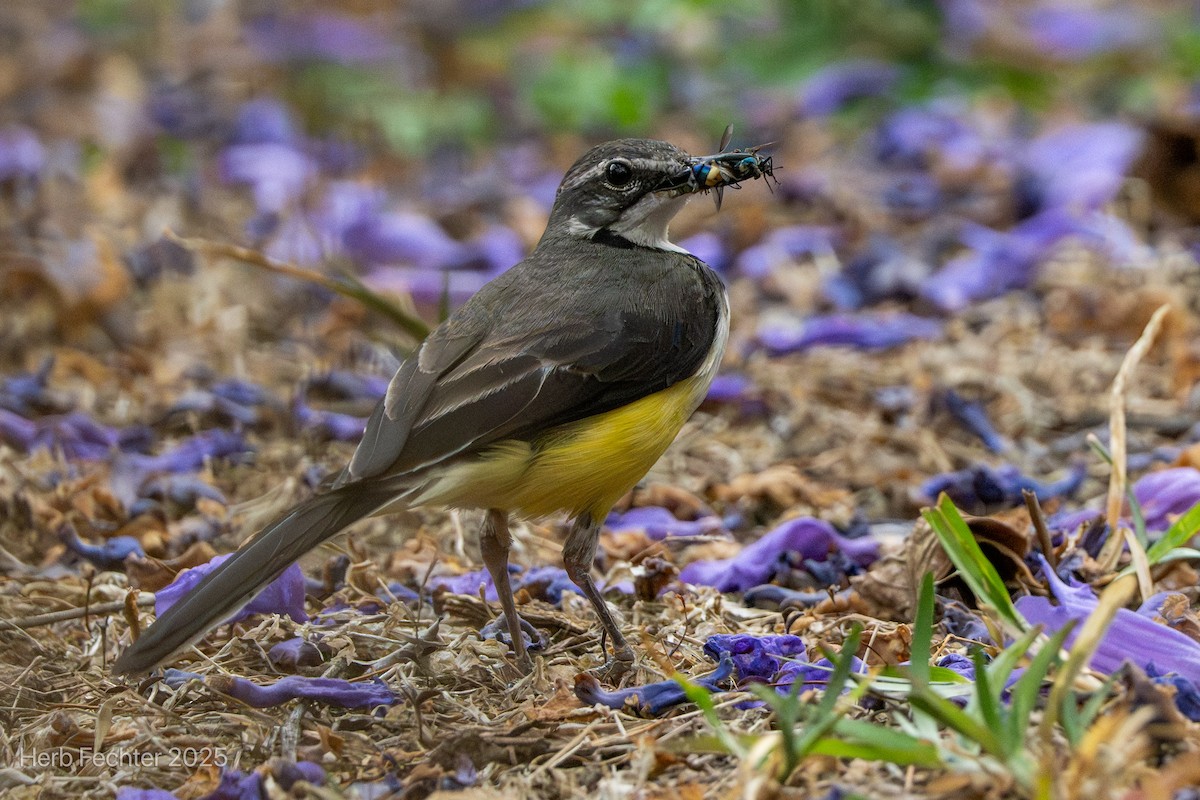 Madagascar Wagtail - ML646426705