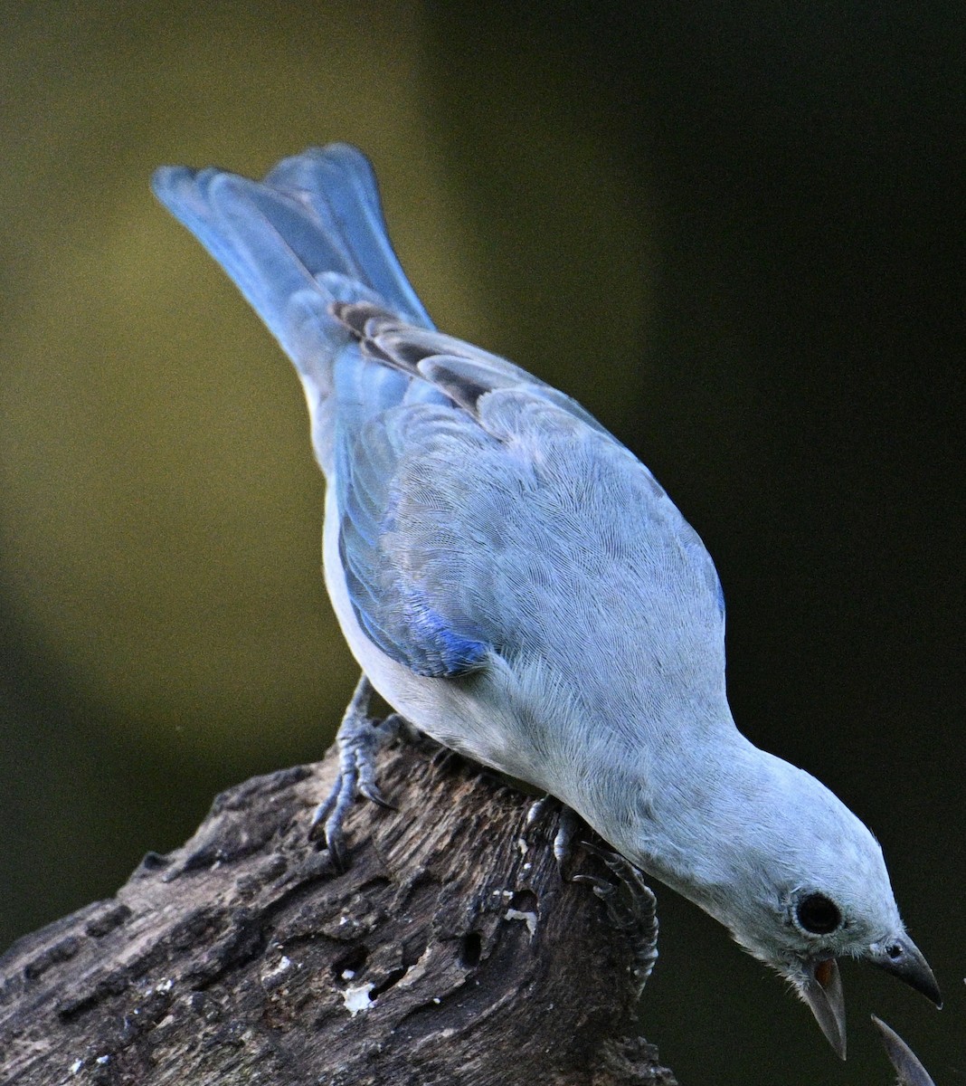 Blue-gray Tanager - ML646426706