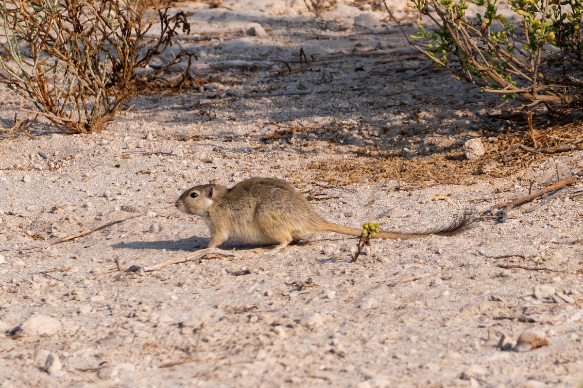 Arabian Jird - ML646426707