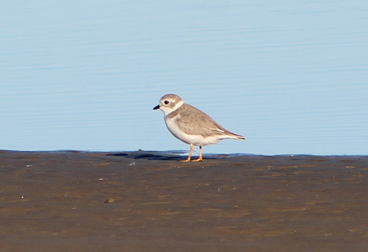 Piping Plover - ML646426711