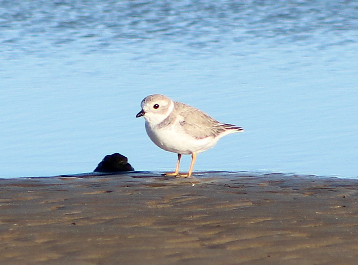 Piping Plover - ML646426712