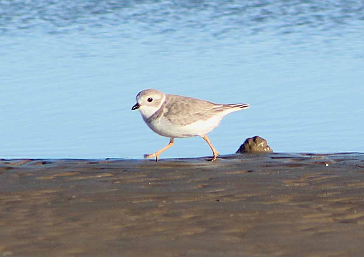 Piping Plover - ML646426713