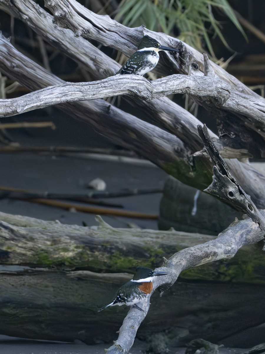 Green Kingfisher - ML646426714