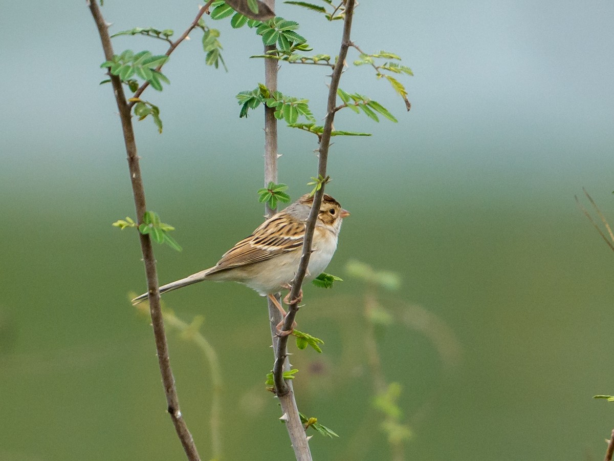 Clay-colored Sparrow - ML646426715
