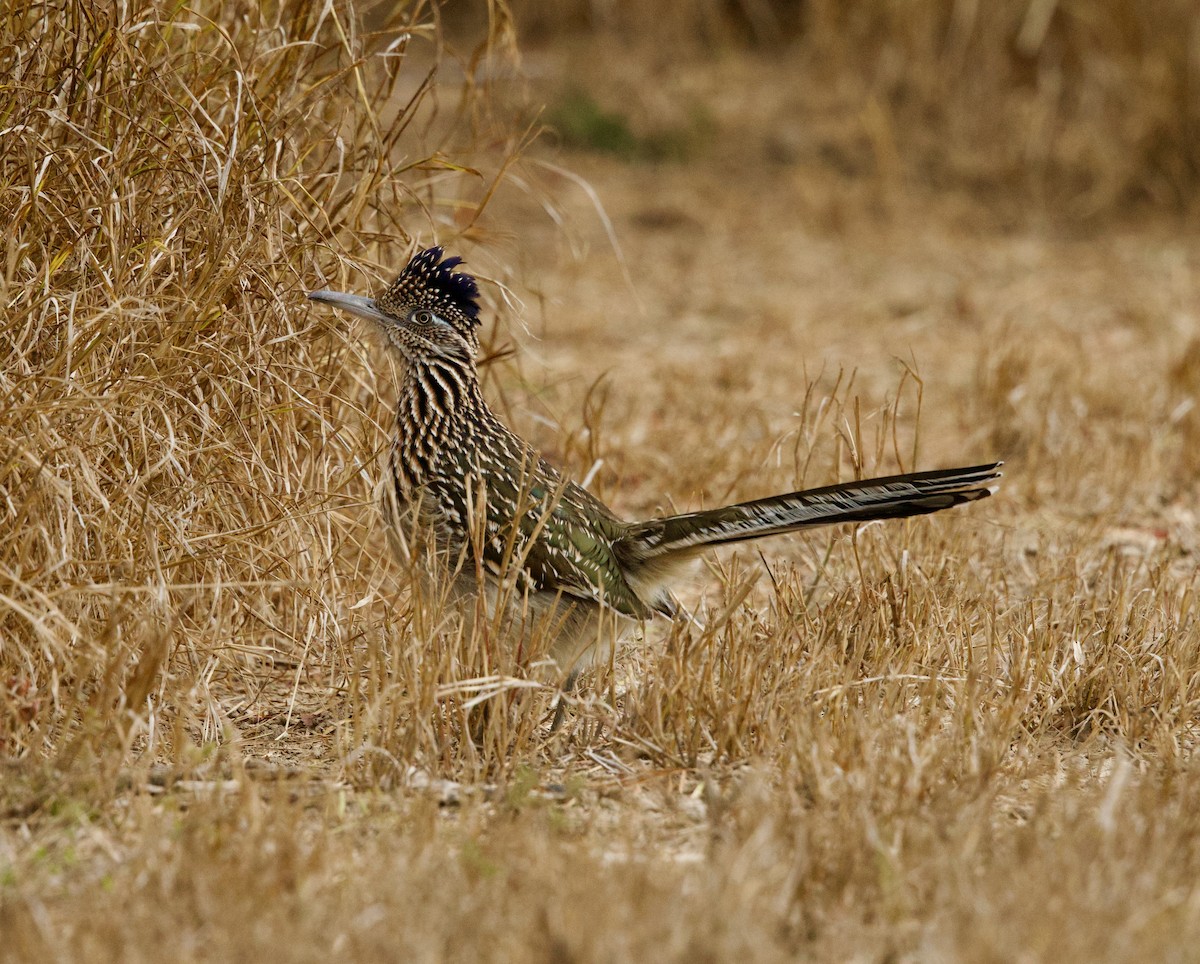 Greater Roadrunner - ML646426716