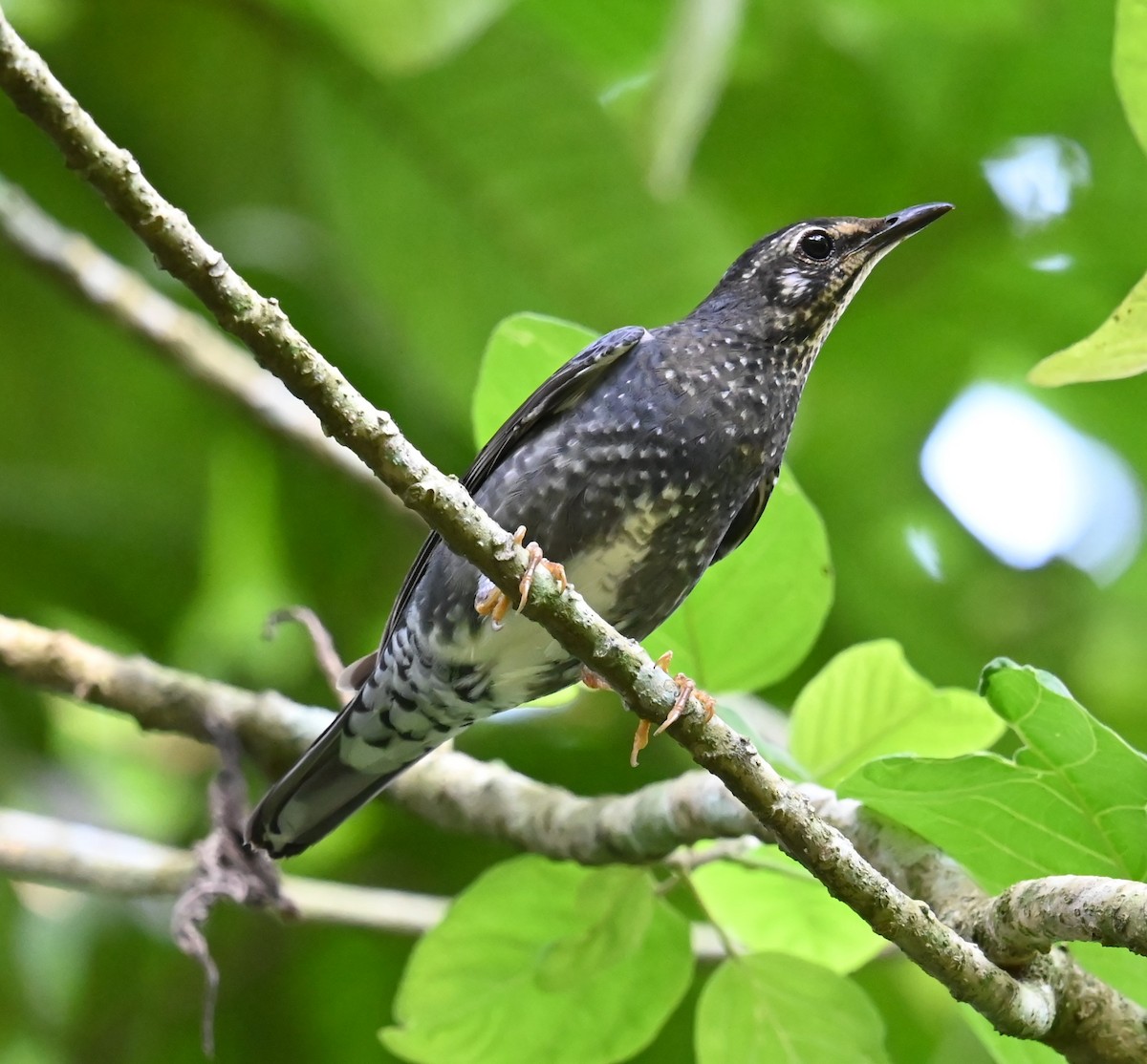 drozd tmavý - ML646426721