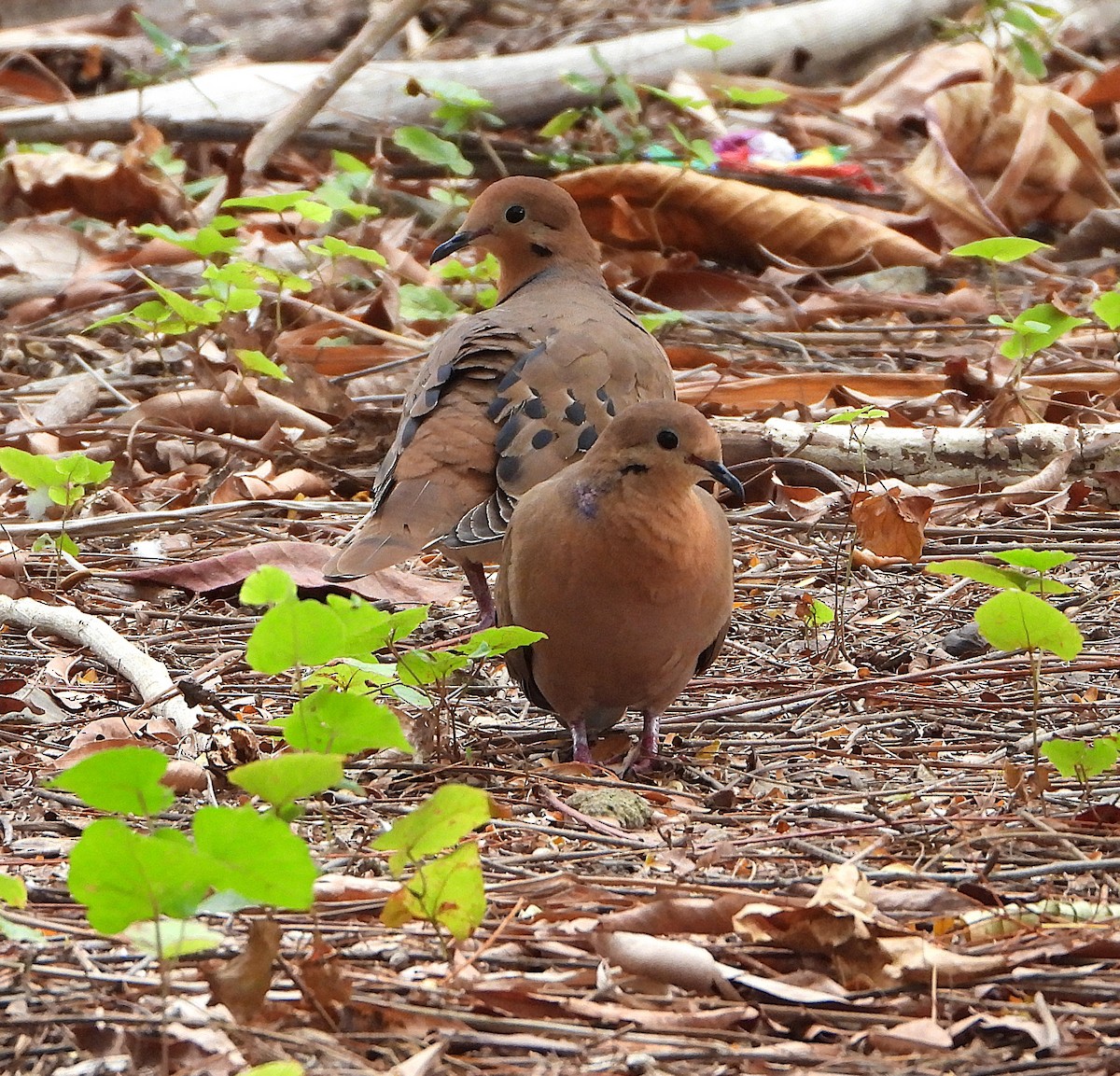 Zenaida Dove - ML646426722