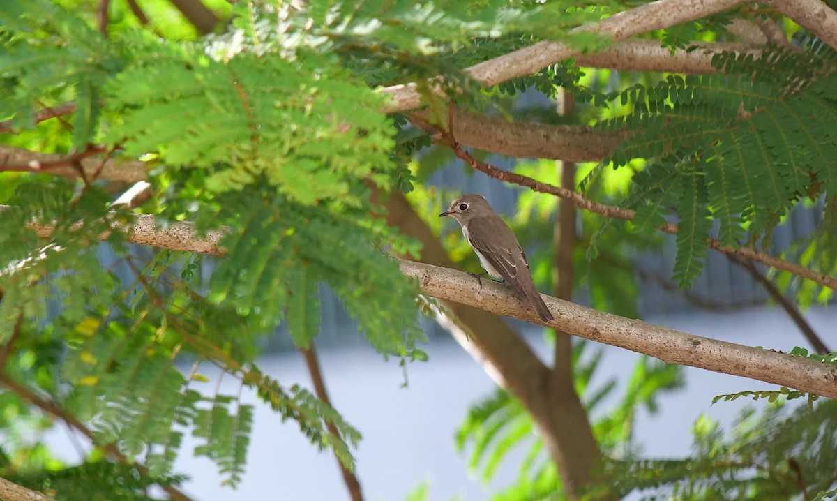 Asian Brown Flycatcher - ML646426725