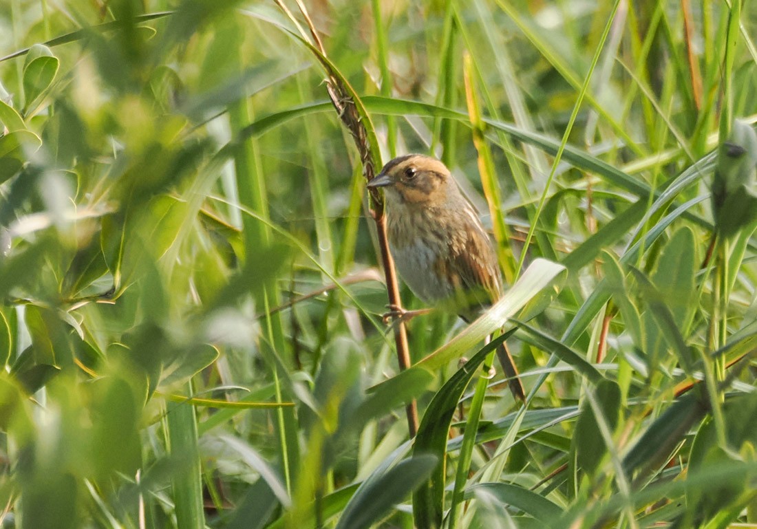 Nelson's Sparrow - ML646426727