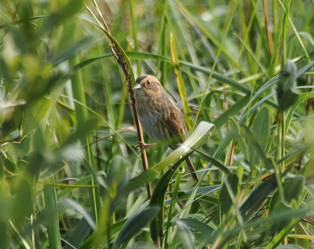 Nelson's Sparrow - ML646426728