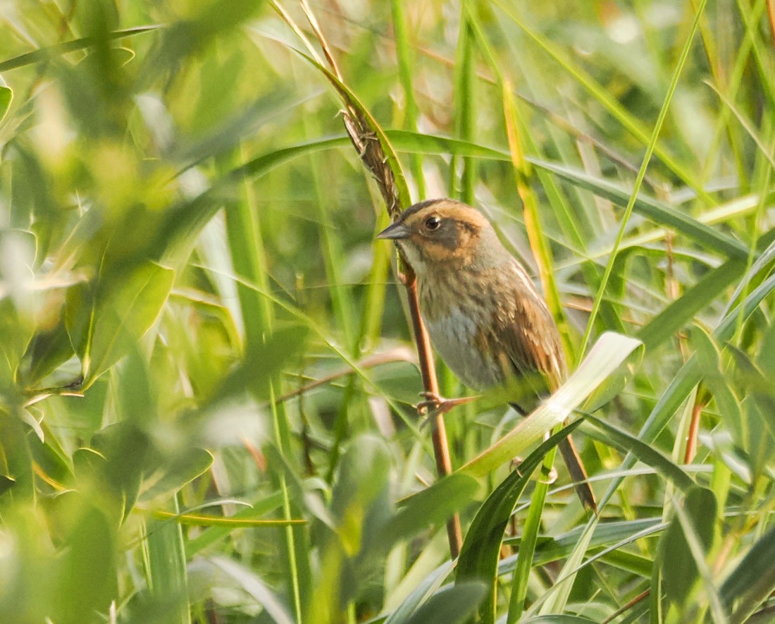 Nelson's Sparrow - ML646426729