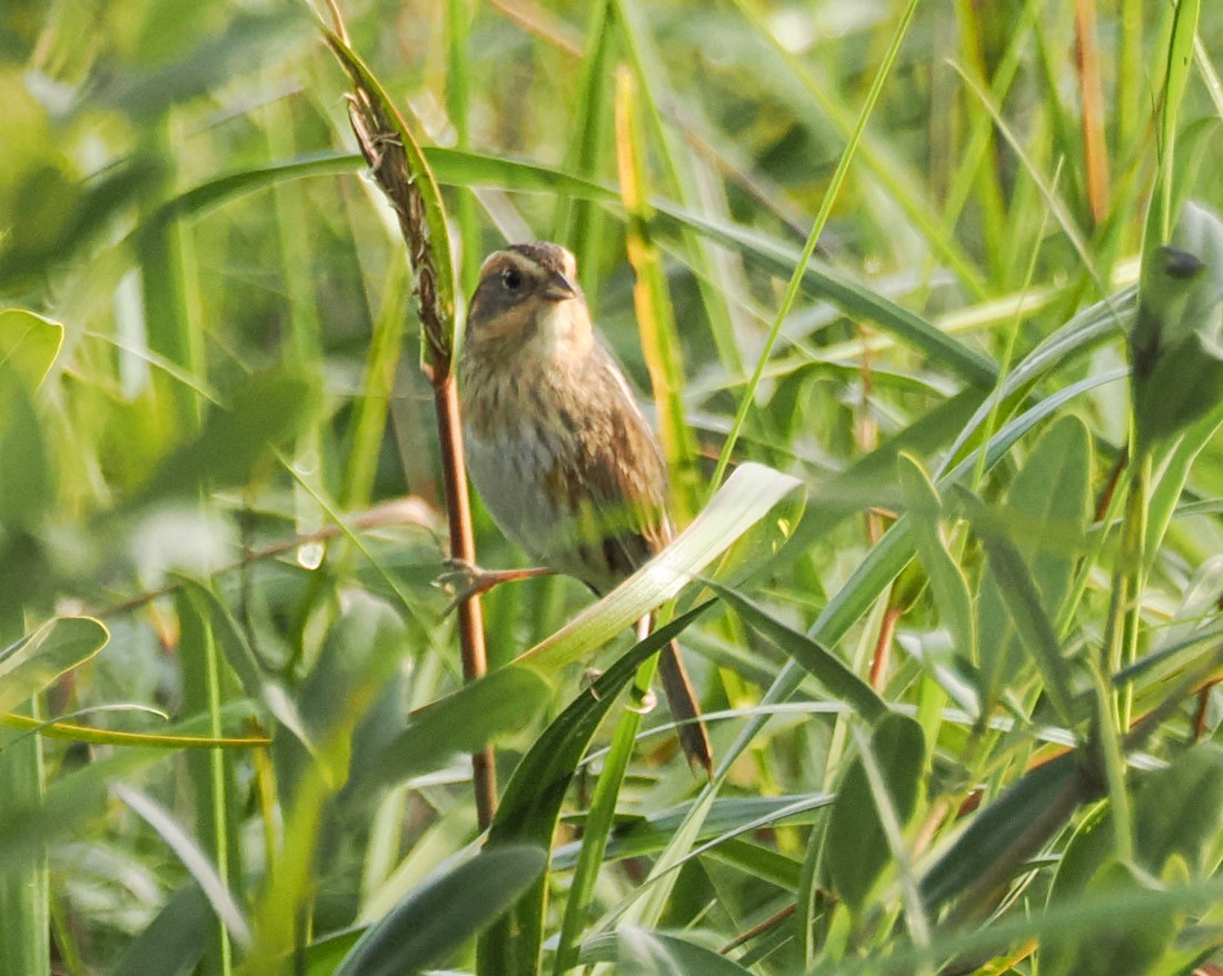 Nelson's Sparrow - ML646426730