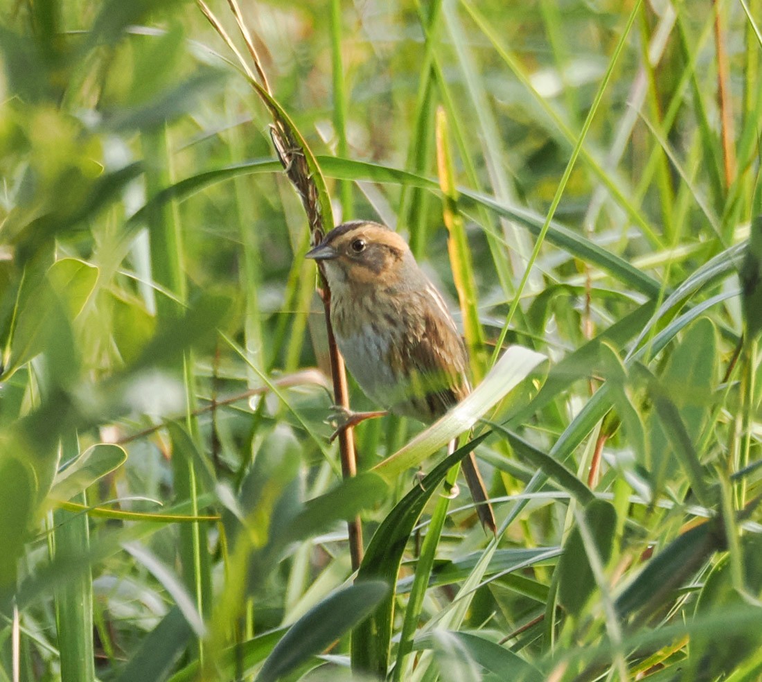 Nelson's Sparrow - ML646426732