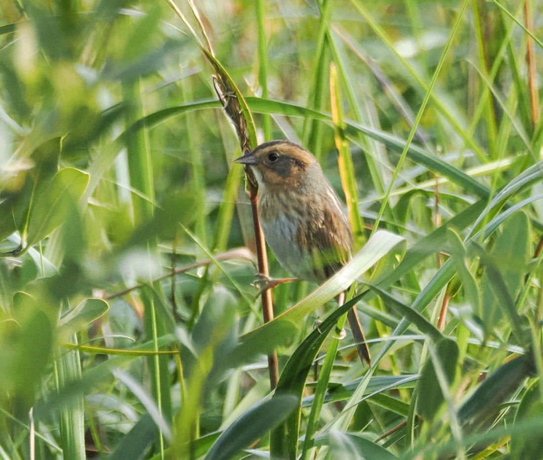 Nelson's Sparrow - ML646426733
