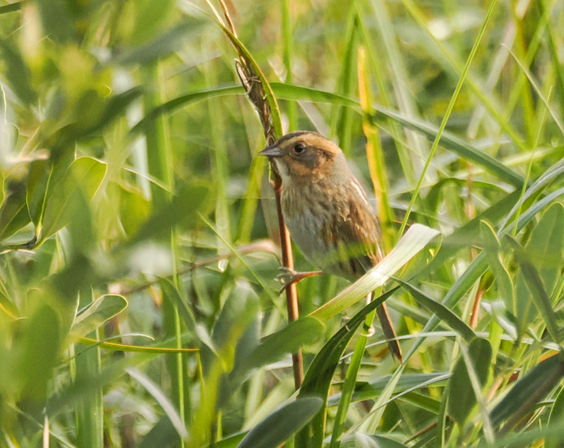 Nelson's Sparrow - ML646426734