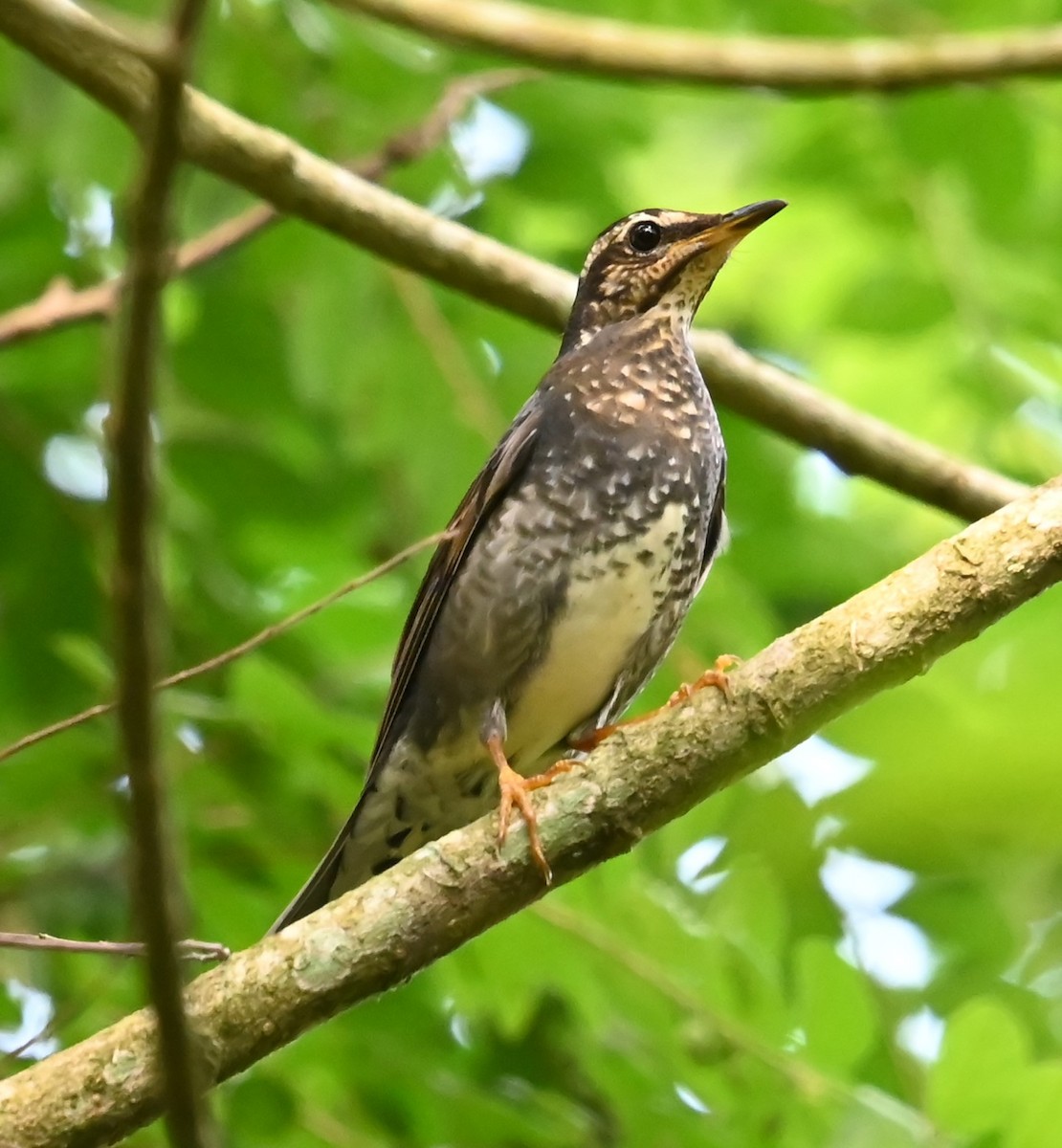 drozd tmavý - ML646426735