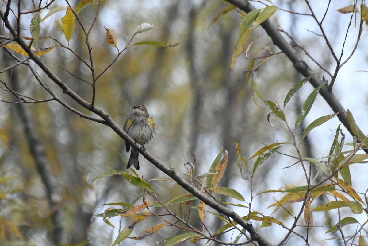 Yellow-rumped Warbler - ML646426736