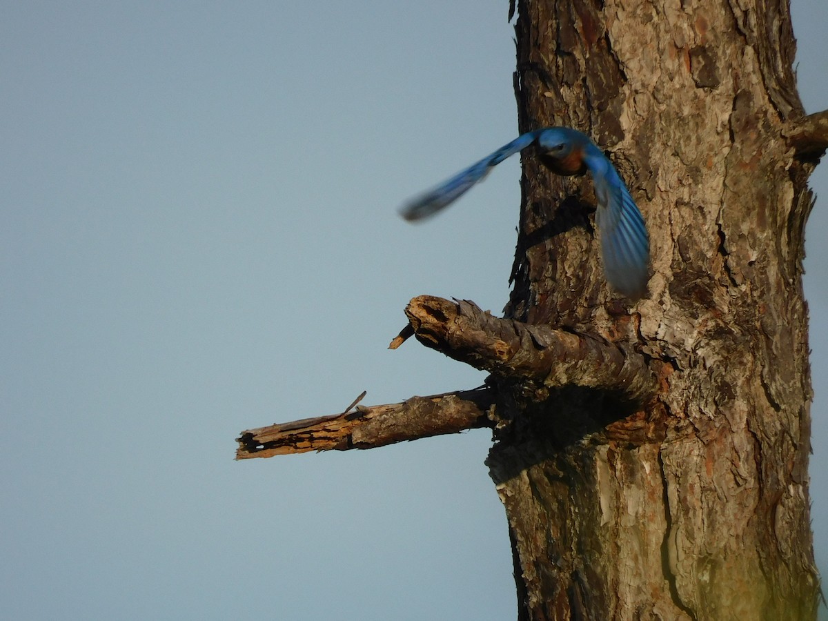 Блакитник східний - ML646426741