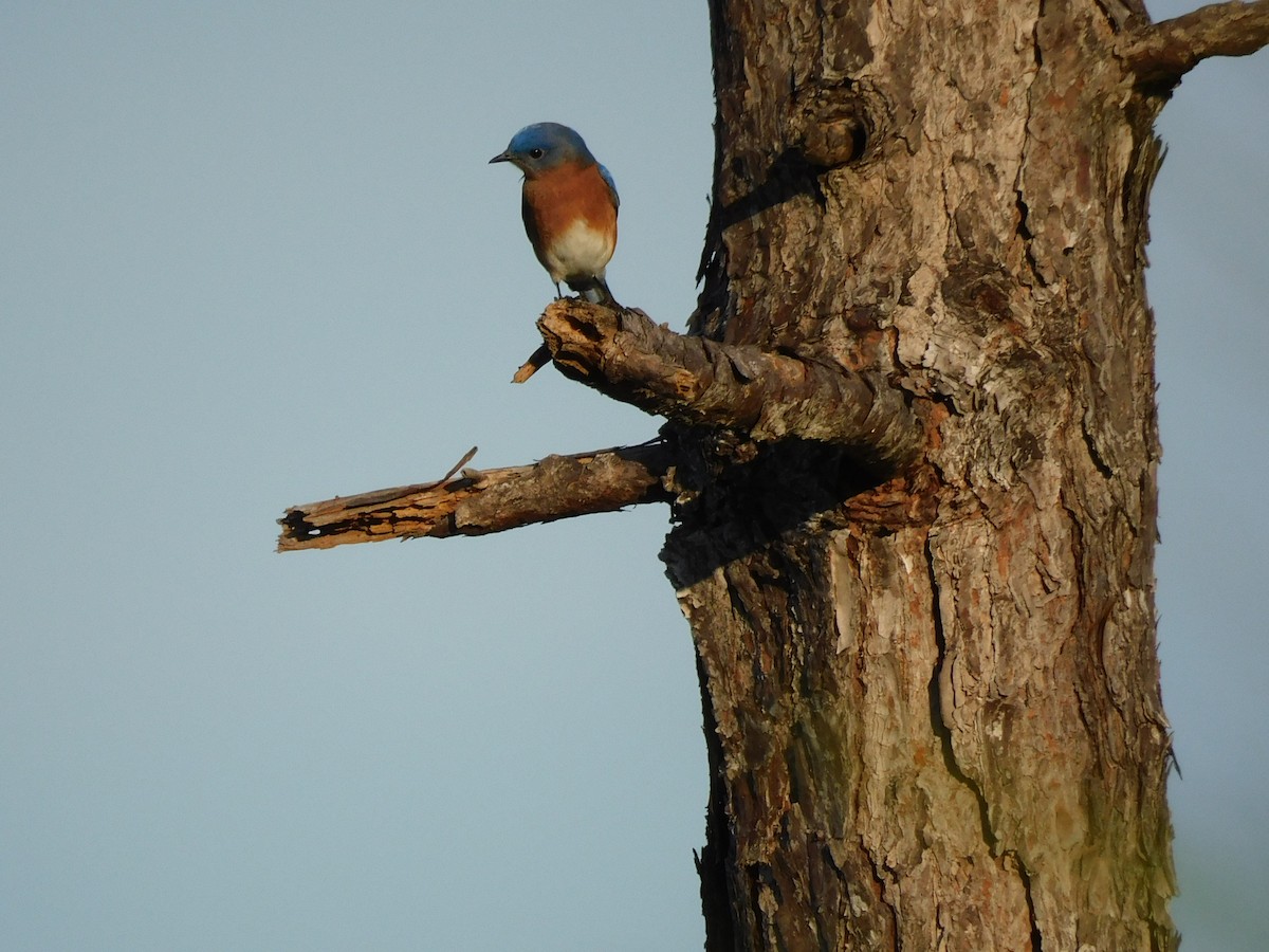 Блакитник східний - ML646426742